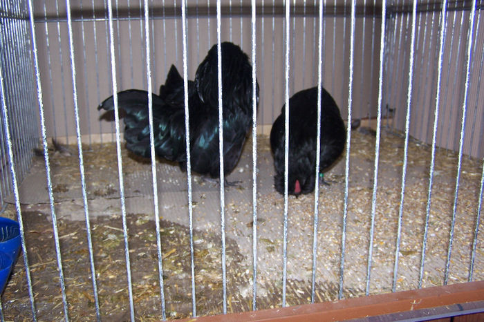 Picture 125 - expozitie Leipzig 2013