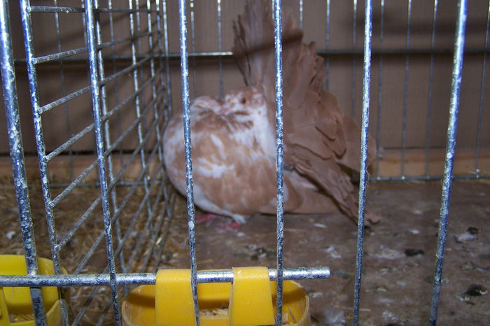 Picture 151 - expozitie Leipzig 2013