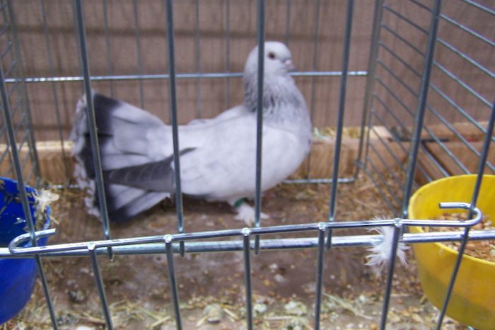 Picture 153 - expozitie Leipzig 2013