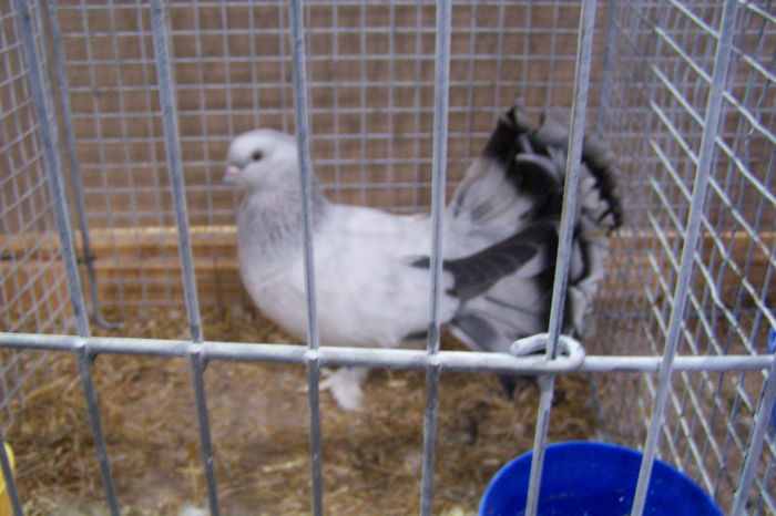 Picture 154 - expozitie Leipzig 2013