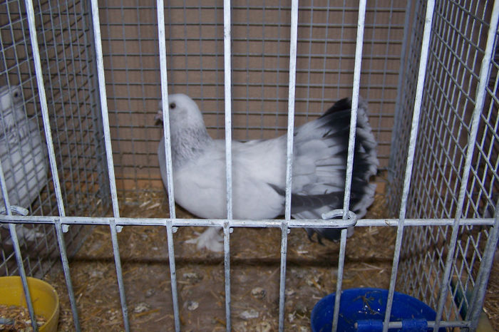 Picture 155 - expozitie Leipzig 2013