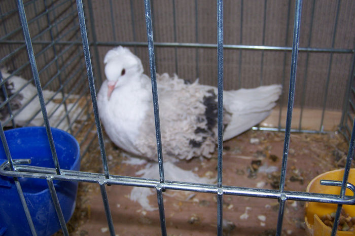 Picture 158 - expozitie Leipzig 2013