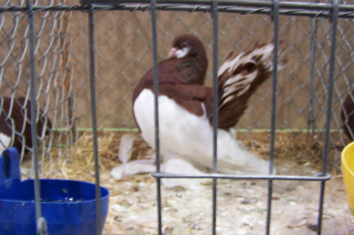 Picture 225 - expozitie Leipzig 2013