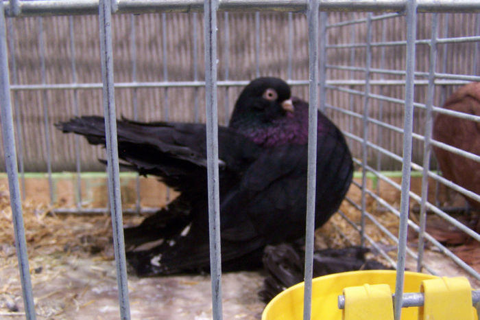 Picture 233 - expozitie Leipzig 2013