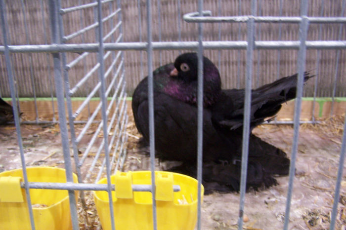 Picture 234 - expozitie Leipzig 2013