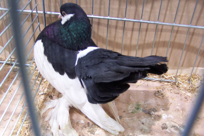 Picture 245 - expozitie Leipzig 2013