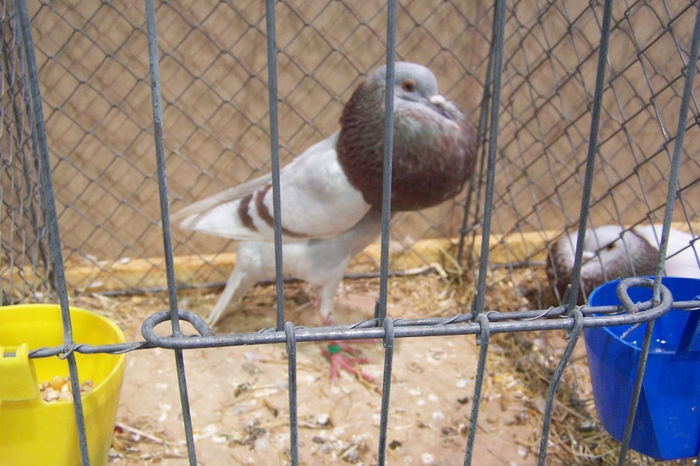 Picture 253 - expozitie Leipzig 2013