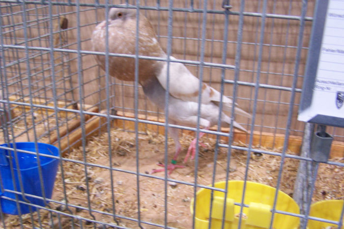 Picture 255 - expozitie Leipzig 2013