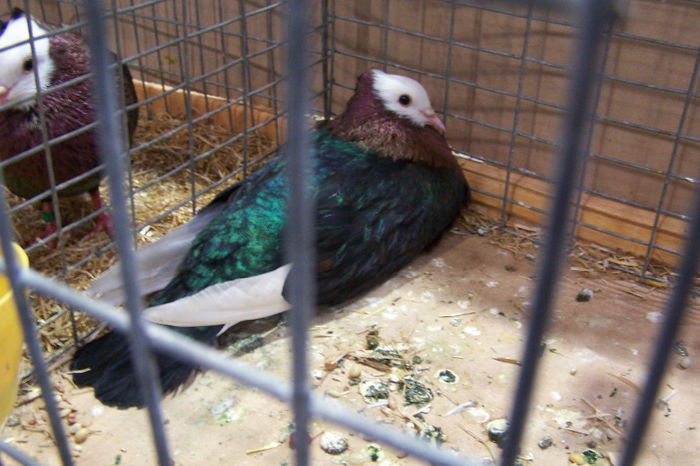 Picture 261 - expozitie Leipzig 2013