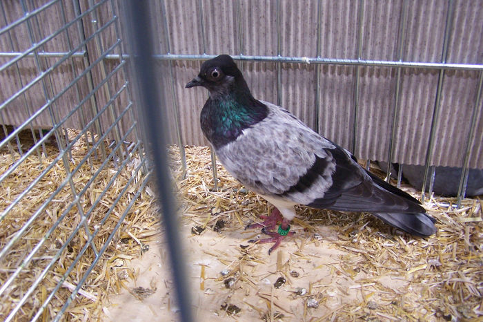 Picture 263 - expozitie Leipzig 2013