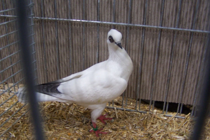 Picture 264 - expozitie Leipzig 2013