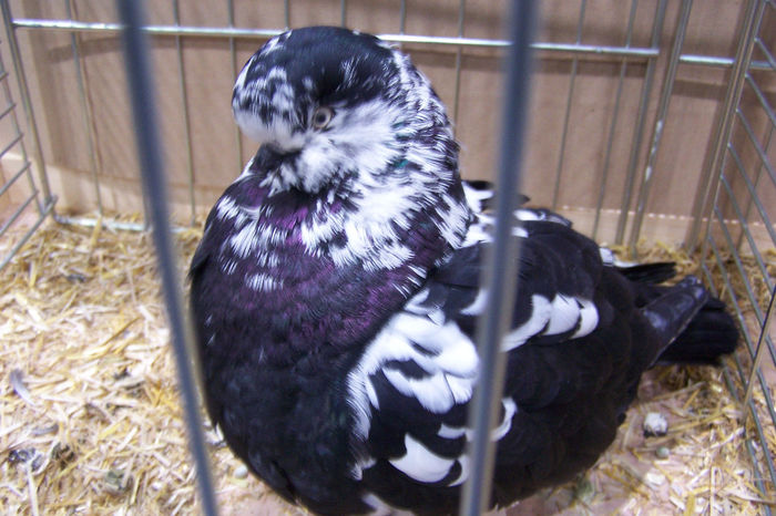 Picture 265 - expozitie Leipzig 2013