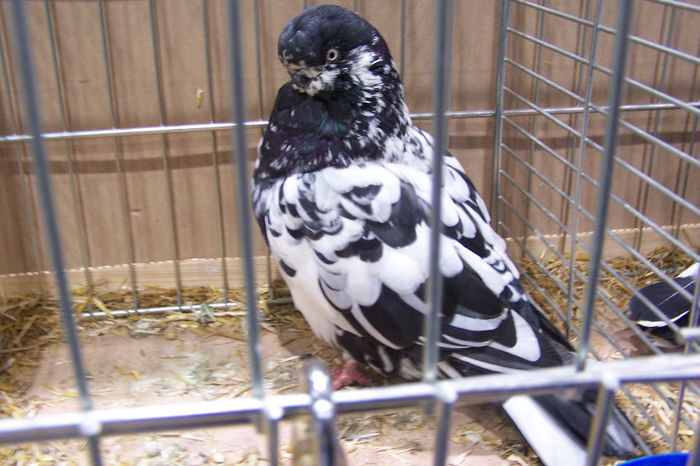 Picture 266 - expozitie Leipzig 2013