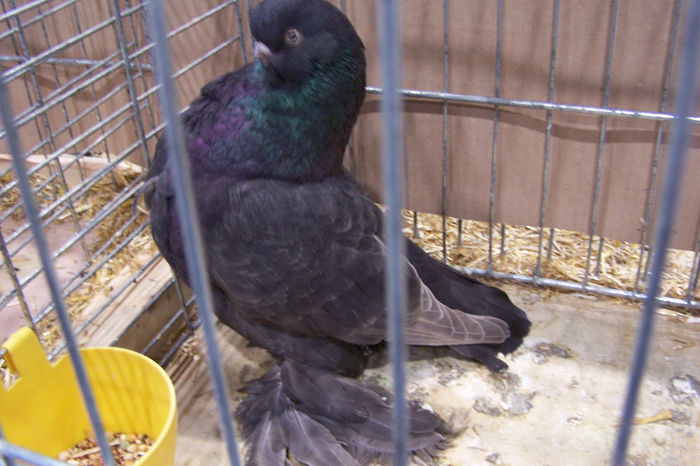 Picture 271 - expozitie Leipzig 2013