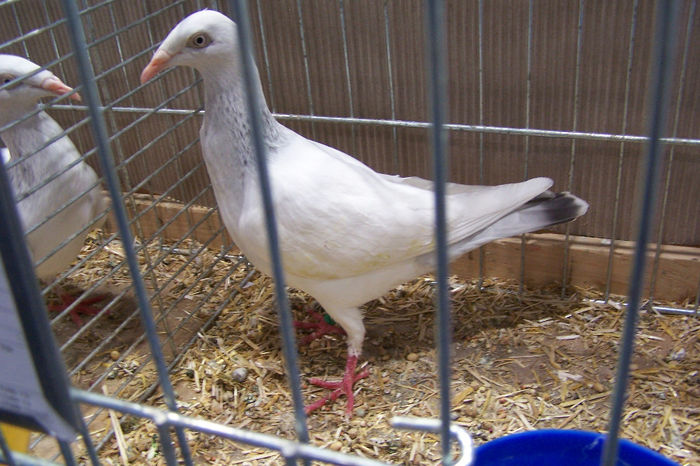 Picture 281 - expozitie Leipzig 2013