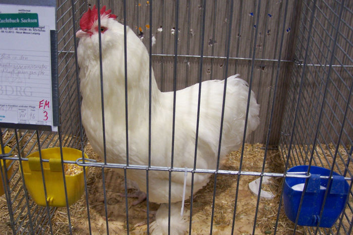 Picture 339 - expozitie Leipzig 2013