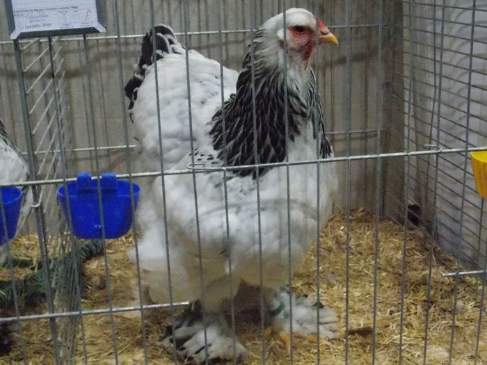 DSCN5059 - EXPO LEIPZIG 2013