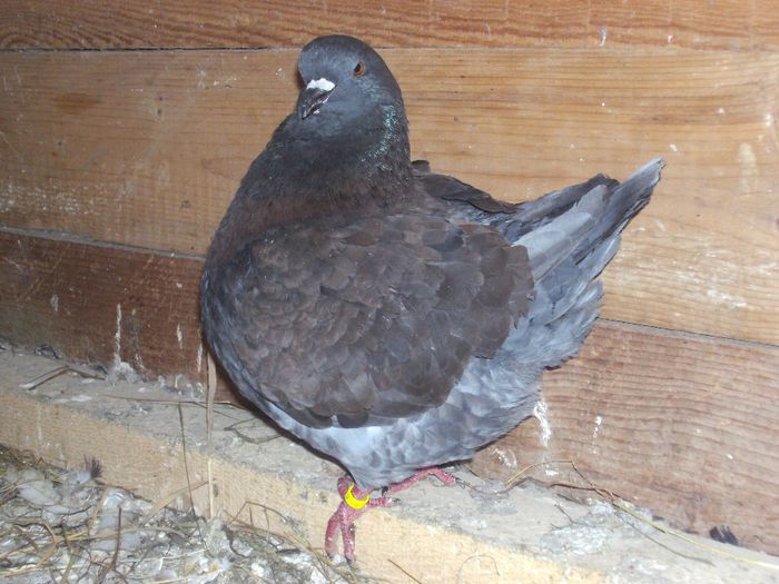 FEMELA