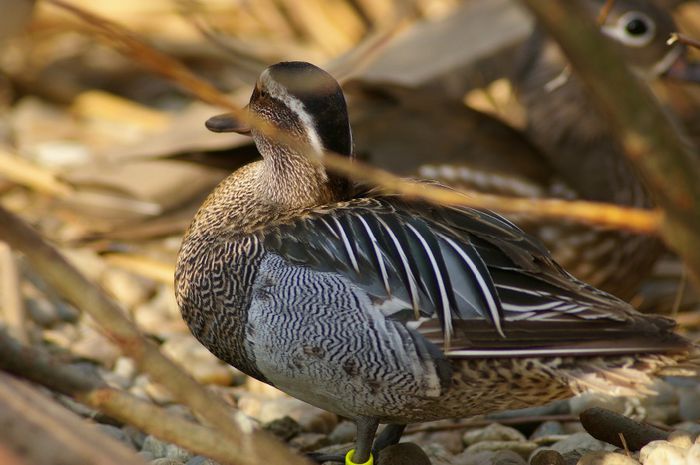 garganey - rata caraietoare europeana