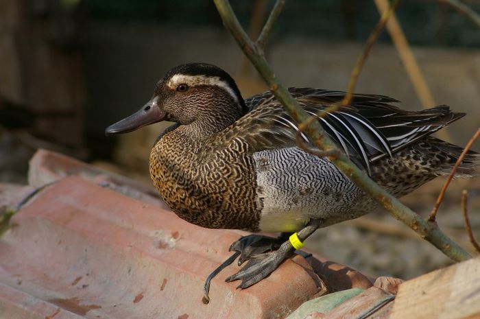 garganey - rata caraietoare europeana