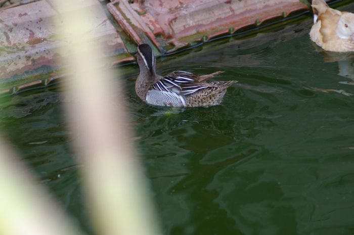 mascul garganey - rata caraietoare europeana