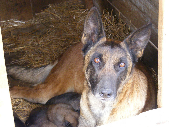 1367242929_502654921_4-vand-pui-ciobanesc-belgian-malinois-De-Vanzare - parintii lui fiona