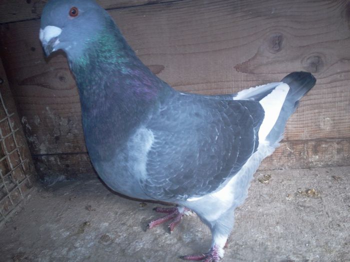 Fotografie0076 mascul 2013