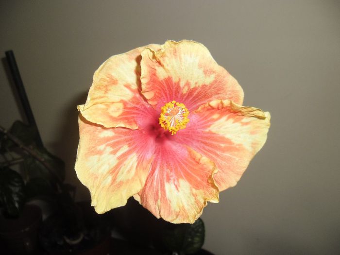 Cajun Cocktail( a doua zi) - Hibiscus 2013-3