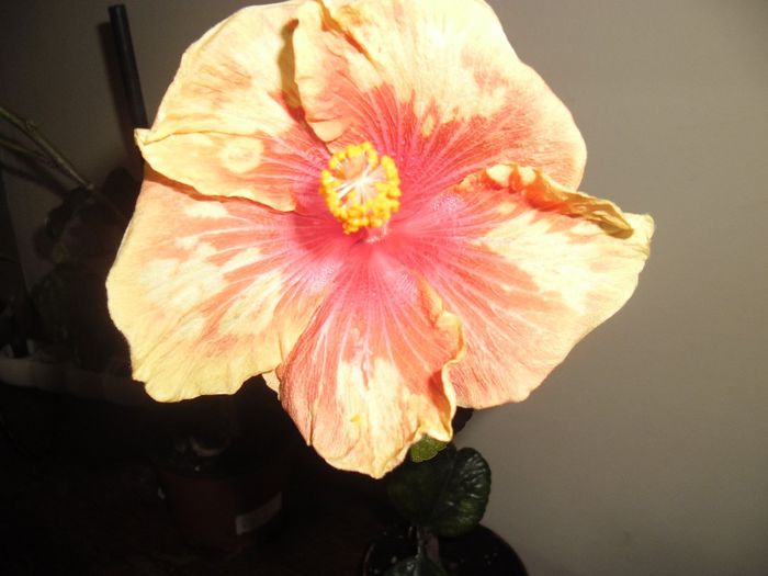 Cajun Cocktail - Hibiscus 2013-3