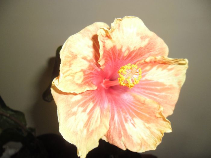 Cajun Cocktail - Hibiscus 2013-3