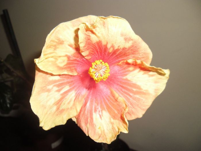 Cajun Cocktail - Hibiscus 2013-3