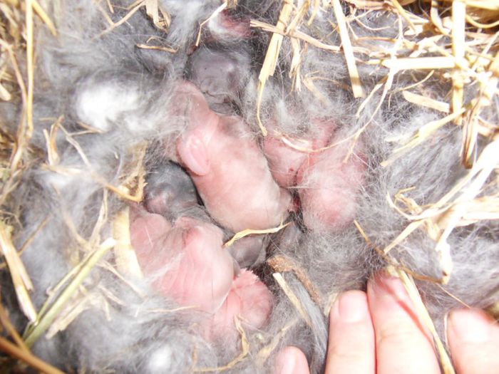 primul cuib de marele berbec