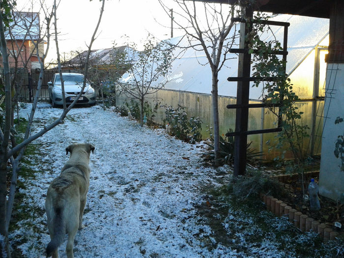 pergola realizata in vara 2013