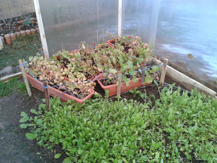 jardiniere langa rucola