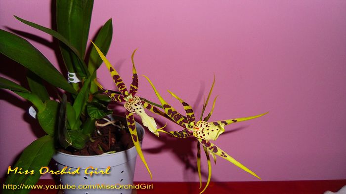 Brassia Hybrid; Achizitie - Aprilie 2013 - La reducere
Parfumata - condimentat, mentolat
