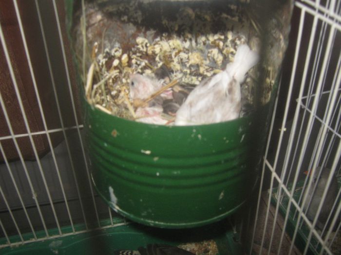 IMG_3807 - DE VANZARE