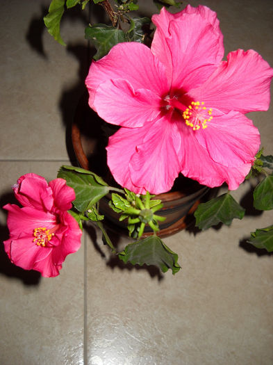 11.12.013 - HIBISCUS- 2013