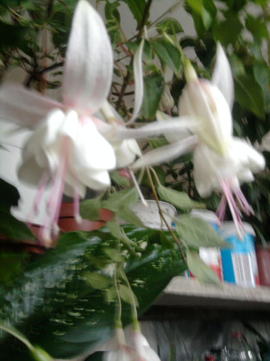 Fotografie1722; anabella
