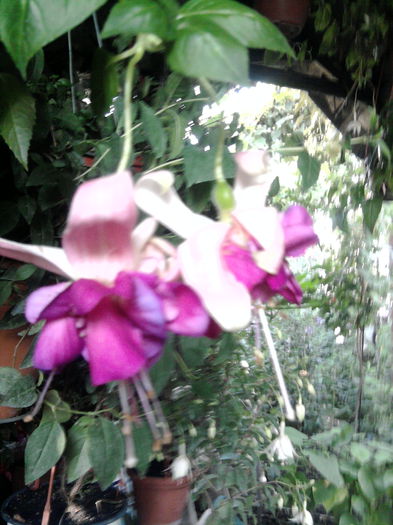 bella rosella-soi gigant