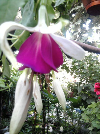 fuchsia cascada-soi gigant