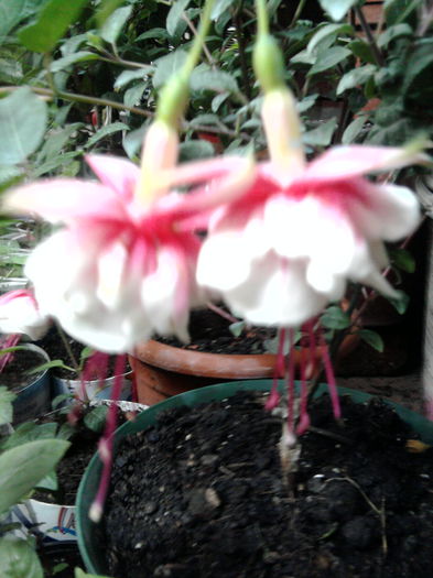 Fuchsia El Camino