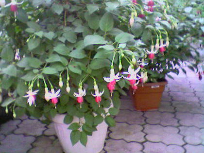 fuchsia anita