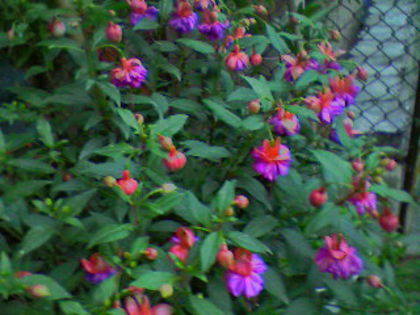 fuchsia Gillian