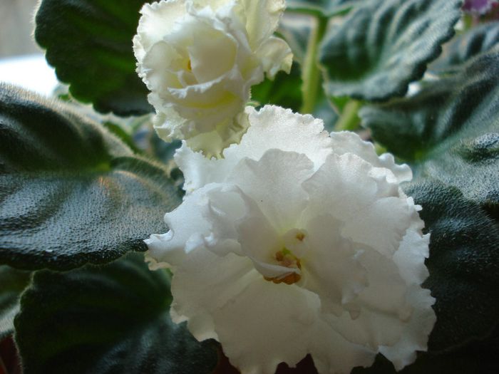 DSC05929 - RS Balerina