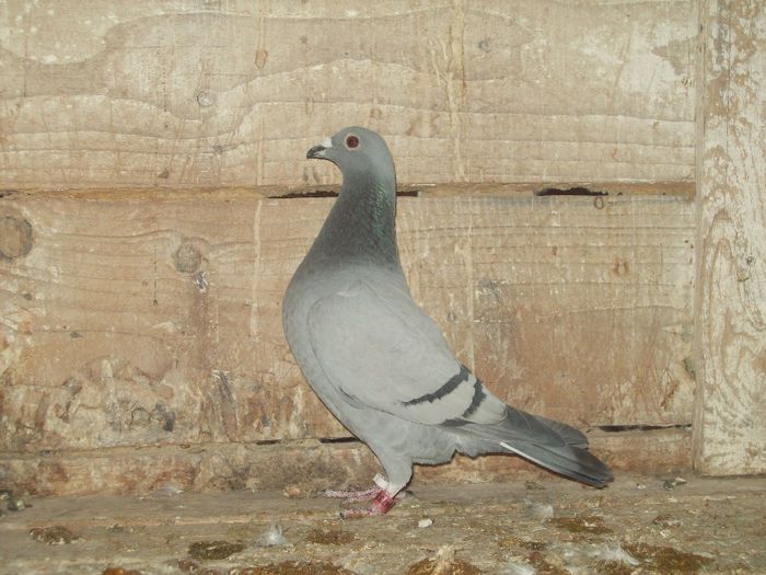 Mykutza 25% Ad. Shaerlaeckens 25% M. Albrecht X 25% G. & S. Verkerk 25% F. & J. Vandenheede; Iusan Darius-BN
