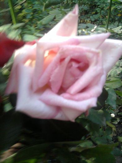 Fotografie1757Compassion-urcător