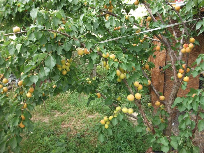 DSCF2876 - Gradina mea 2013