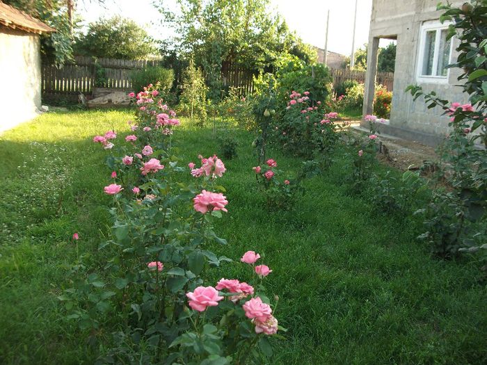 DSCF2992 - Gradina mea 2013