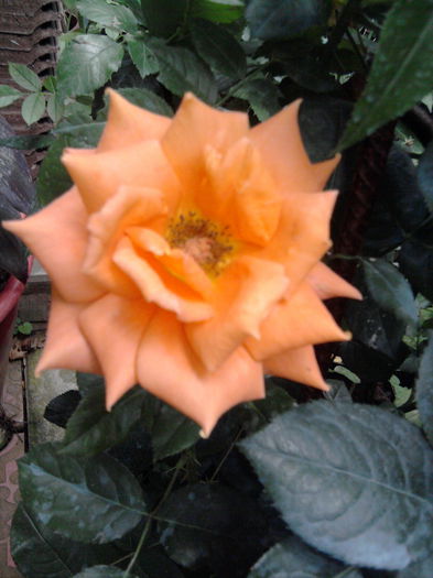 trand.urcător Parure-de la multeplante