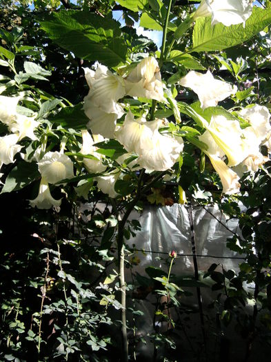 Brugmansia albă